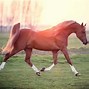 Image result for Expensive Horse Breeds