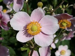 Image result for Anemone tomentosa Robustissima