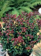 Image result for Leucothoe axillaris Twisting Red