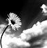 Image result for Creative White and Black Wallpaper