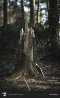 Image result for Broken Trunk