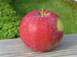 Image result for Macintosh Apple Fruit