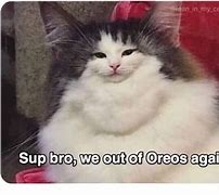 Image result for Mcfluffin Meme Cat