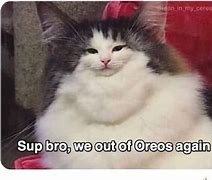 Image result for Hilarious Cat Memes