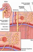 Image result for acucpillarse