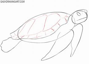 Image result for How to Draw a Sea Turtle
