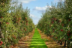 Image result for Orchard Farm Apple-Picking