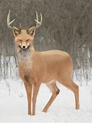 Image result for Fox Deer Hybrid