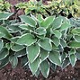 Image result for Hosta Green With Envy