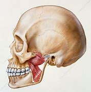 Image result for Human Skull Jawbone
