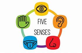 Image result for 5 Senses Visual for Kids