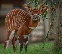 Image result for Chester Zoo Extinct Animals
