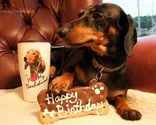 Image result for Happy Birthday Weiner Dog Meme