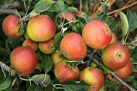 Image result for Different Apples