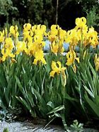 Image result for Iris germanica Ola Kala