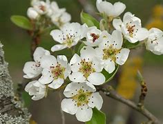 Image result for Pyrus Serikensis
