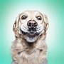 Image result for Funny Dog Portraits