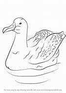 Image result for Albatross Looking at You