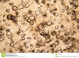 Image result for Apple Cell Under Light Microscope 15X