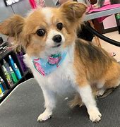 Image result for Papillon and Chihuahua Mix