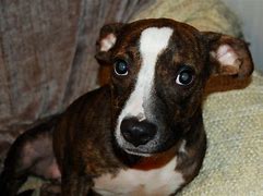 Image result for Pit bull Mixes