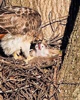 Image result for Hawks Nest New Jersey