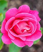 Image result for Pink Hybrid Tea Rose
