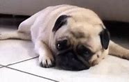 Image result for Pugs Case