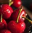Image result for Red Cherry Fruit