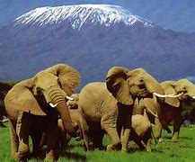 Image result for Mount Kenya Safari Park