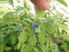 Image result for Lonicera kamtschatica Eisbär