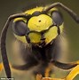 Image result for World's Ugliest Bug