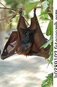 Image result for Australian Fruit Bat