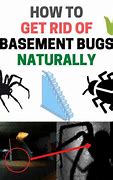 Image result for basements bug prevent
