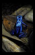 Image result for Blue Frog Meme