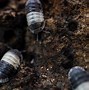 Image result for Isopods and Spring Tails