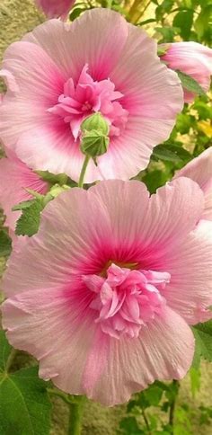 pink flower | Beautiful flowers, Pretty flowers, Amazing flowers