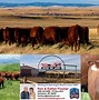 Image result for Red Angus Bull Tango