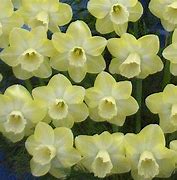 Image result for Narcissus Avalon