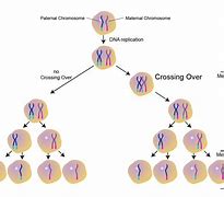 Image result for Crossing Over Bio Diagram
