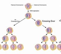 Image result for Recombination and Crossing Over