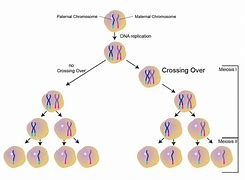 Image result for Meiosis with Crossing Over