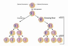 Image result for Crossover Genetics