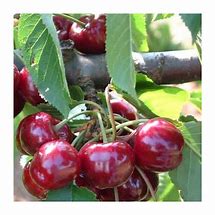 Image result for Prunus avium Bigarreau Burlat