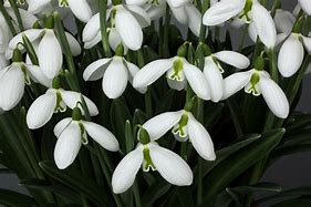 Image result for Galanthus plicatus Alpha Striped Beauty