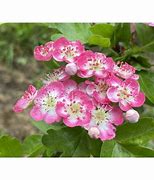 Résultat d’images pour Crataegus laevigata Princess Sturdza