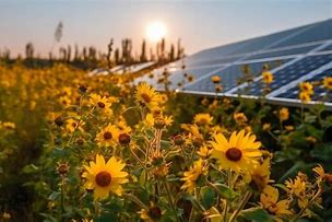 Image result for Solar Panels in a Field of Flowers