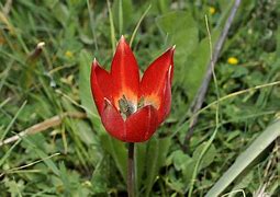 Image result for Tulipa hageri