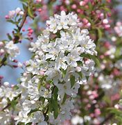 Image result for Malus Sugar Tyme