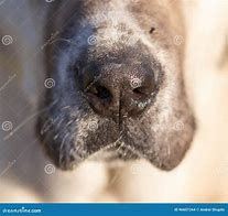 Image result for Giant Dog Macro